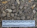 Armadillo Scat