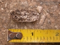 Armadillo Scat