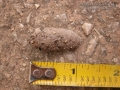 Armadillo Scat