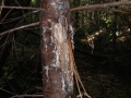 Bear Bite on Tree