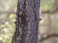 Black Bear Bite and Rub Tree