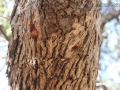 Black Bear Bite