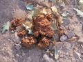 Black Bear Scat