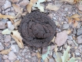 Black Bear Scat