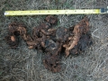 Black Bear Scat