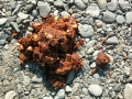Black Bear Scat
