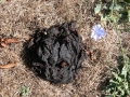 Black Bear Scat