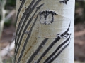Black Bear Scratches