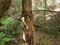 Black Bear Bite on Tree