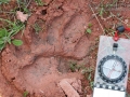 Black Bear Track