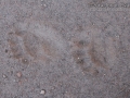 Black Bear Tracks