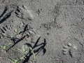Black Bear Cub Tracks