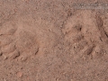 Black Bear Tracks