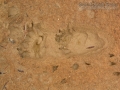 Black Bear Tracks