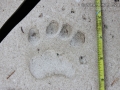 Black Bear Left Front Track
