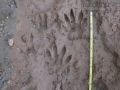 Crab-eating Raccoon Tracks
