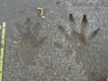 Crab-eating Raccoon Tracks