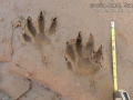 Crab-eating Raccoon Tracks