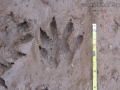 Crab-eating Raccoon Tracks
