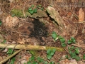 Mole Scat