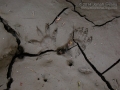 Opossum Tracks