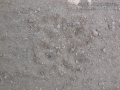 Opossum Tracks