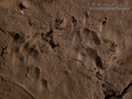 Opossum Tracks