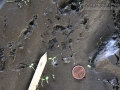 Opossum Tracks