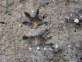 Opossum Tracks