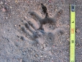 Opossum Tracks
