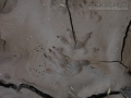 Opossum Tracks