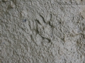 Opossum Tracks