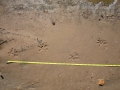 Opossum Tracks