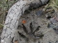 Raccoon Front Track