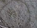 Raccoon Left Hind Track