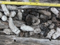 Raccoon Scat