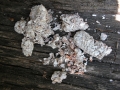 Raccoon Scat
