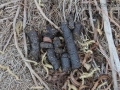 Raccoon Scat