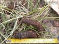 Raccoon Scat