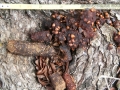 Raccoon Scat