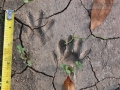 Raccoon Tracks