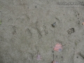 Raccoon Tracks