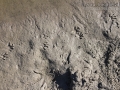 Raccoon Tracks