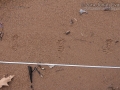 Raccoon Tracks