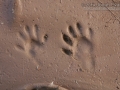Raccoon Tracks