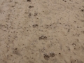 Raccoon Tracks