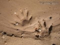Raccoon Tracks