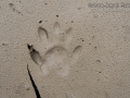Raccoon Tracks