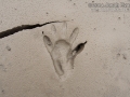 Raccoon Tracks