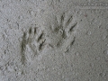 Raccoon Tracks